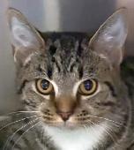 Tabby