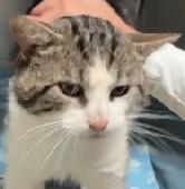 Tabby