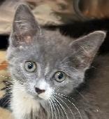 Kittens