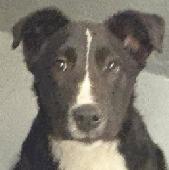 20 Border Collie pup