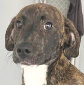 25 Brindle pup male