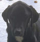 Duke
