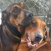 6 Redbone Hounds female